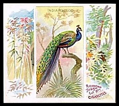 16 India Peacock